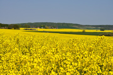 Rapsfeld bei Vilmnitz