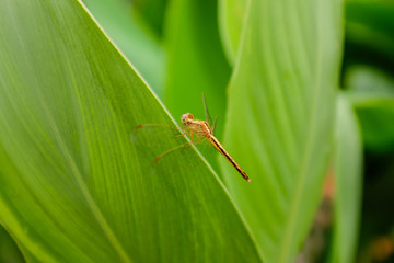 Dragonfly on Leaf