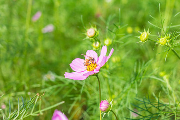 Bee pollen cosmos flower in garden