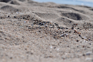 Muscheln im Sand