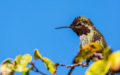 Anna's Hummingbird Perched in a Tree