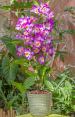 Fototapeta na wymiar orchidée dendrobium 