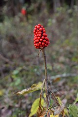 マムシグサの赤い果実 (Red fruits of Jack in the pulpit)