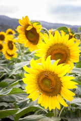 Obraz premium Sunflower Field Hawaii / Sunflower field and agriculture landscape and flower closeup in Oahu, Hawaii, USA.