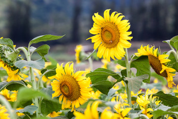 Sunflower Field Hawaii / Sunflower field and agriculture  landscape and flower closeup in Oahu, Hawaii, USA.