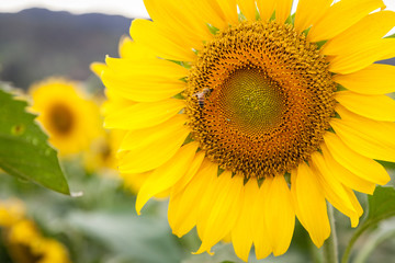Obraz premium Sunflower Field Hawaii / Sunflower field and agriculture landscape and flower closeup in Oahu, Hawaii, USA.