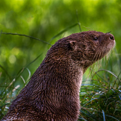 Otter