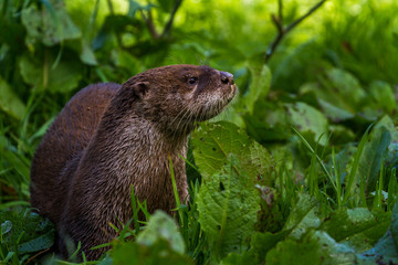 Otter