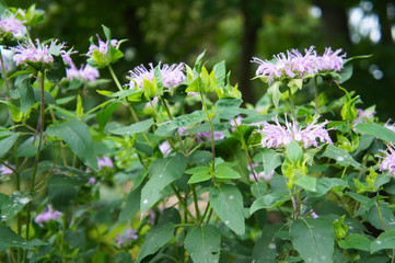 Monarda or bee balm or horsemint or oswego tea or bergamot green plant with purple flowers 