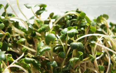 Many green sprout of daikon vegetable plant 