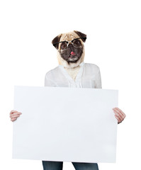 Funny dog hold banner on white background