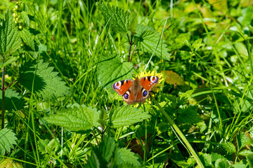  butterfly on flower. Peacock Butterfly