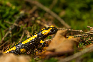 Salamandra