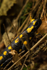 Salamandra