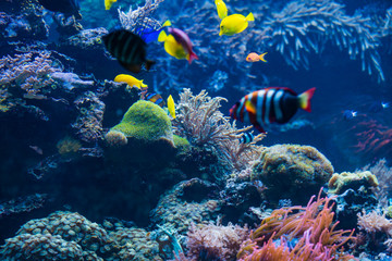 Naklejka na ściany i meble tropical Fish. Underwater world landscape