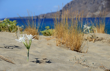 D&uuml;nen-Trichternarzisse, Kreta