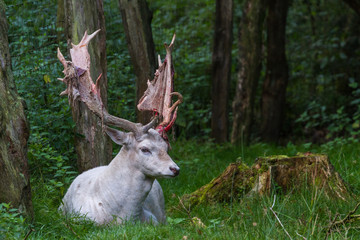 Stag(deer)