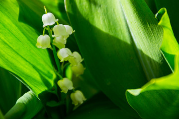 Lily of the valley (Convallaria majalis) white flowers in garden on spring