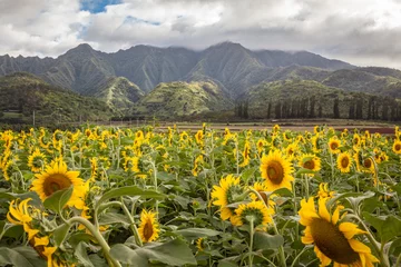 Poster de jardin Tournesol Champ de tournesol Hawaii / Champ de tournesol et paysage agricole et gros plan de fleurs à Oahu, Hawaii, USA.