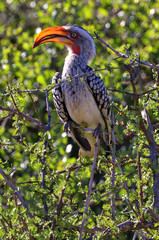 South Africa