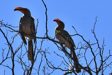 South Africa