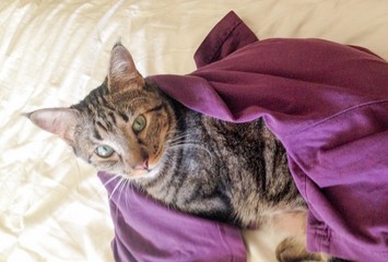 Hauskatze, von einem lila T-Shirt umhüllt