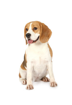 Purebred Beagle dog isolated on white background