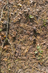 fir-tree needles on the ground in dirt at autumn. background, texture.