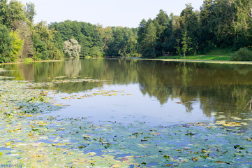 Naklejka na ściany i meble pond in the forest at summer. background, nature.