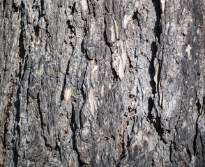 gray tree bark texture of a pine trunk. closeup, texture, background.