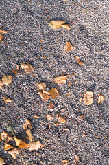 gray sandy stone ground with autumn leaves. background, texture.