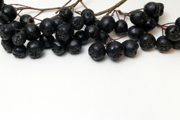 Bunch of black chokeberry on white background