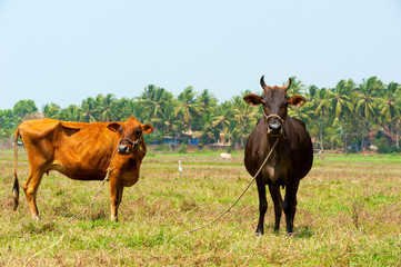 Fototapeta premium Cows in Goa..