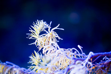 Larch branches covered with frost on a blue background