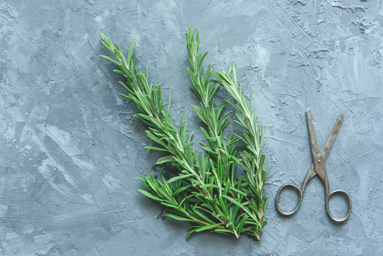 Fresh rosemary and old skissors on blue concrete background. Top view, copy space for text