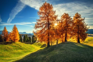Crédence de cuisine en verre imprimé Automne Aerial autumn sunrise scenery with yellow trees, fall landscape