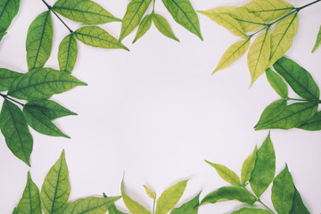 Naklejka premium Leaves nature top view, Flat Lay background