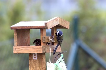 Titles feed in a feeder in autumn