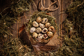Top view of quail eggs - obrazy, fototapety, plakaty