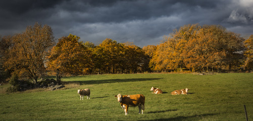 A fine autumn day on the Swedish countryside with cows enjoying the setting sun with dark sky’s lurking in the background.      