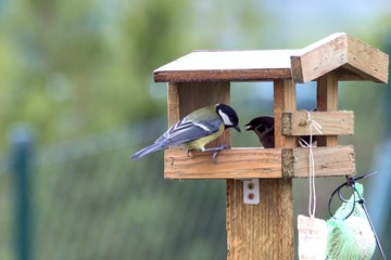 Titles feed in a feeder in autumn