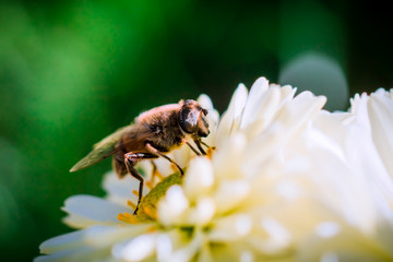 Bee on Chrysanthemum