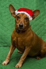 celebrate the new year of the dog