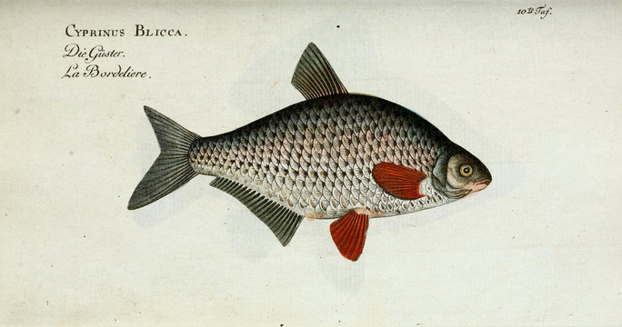 Illustration of a fish.