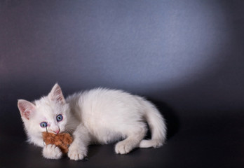small kapaty white kitten is played with a toy mouse on a black background isolated