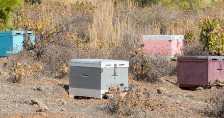 Beehive with bees in Greece