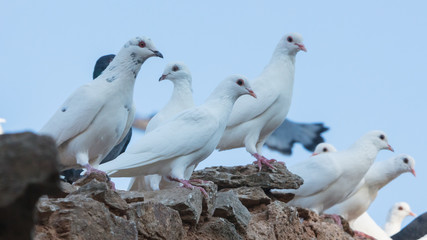 White pigeons in Greece