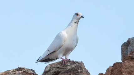Single white pigeon in Greece