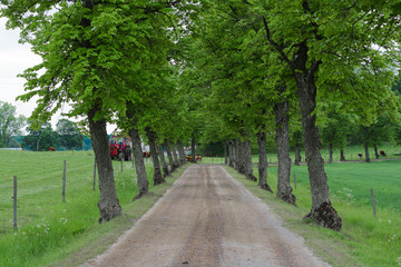 Tree lined gravel road heading to the farm.        
