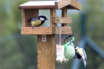 Titles feed in a feeder in autumn